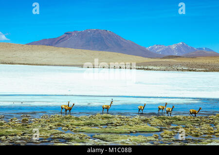 Sur L’pez or Sud L’pez Province, Altiplano of Bolivia, 2011: vicunas at Laguna Canapa Stock Photo