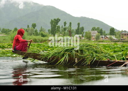 SRINAGAR, JAMMU AND KASHMIR, INDIA - 21 JUNE 2017: Woman transporting grass by the traditional boat on the lake Dal in India Stock Photo