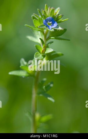 Veronica arvensis,Feld Ehrenpreis,Corn Speedwell Stock Photo