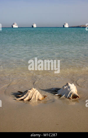 Large conch seashell on the beach, Egypt, Red Sea Stock Photo
