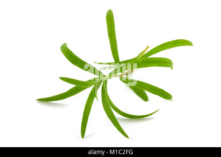 Tarragon (Artemisia dracunculus)  isolated on white background Stock Photo