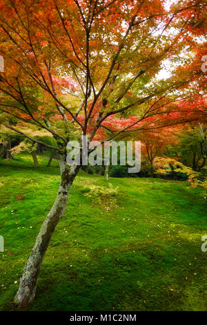 Colorful Japanese maple tree, Acer palmatum, in a beautiful mossy autumn nature scenery in a garden on Tofuku-ji temple grounds. Kyoto, Japan 2017. Stock Photo