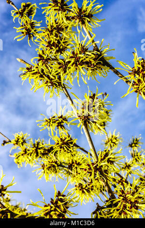 Witch hazel tree Hamamelis x intermedia Westerstede blossom on a branch, winter flowers in January Stock Photo