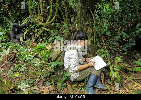 Student taking notes for her thesis on mountain gorillas in Bwindi Impenerable National Park, Uganda. Stock Photo