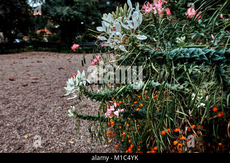 Bright colorful Botanical garden flowers in autumn, Europe. Stock Photo