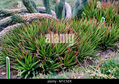 Haworthia tessellata succulent plant leaf on the rocky stone ground Stock Photo