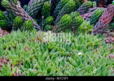 Haworthia tessellata cactus succulent plant leaf close up view on the rocky stone ground. Nice background texture. Stock Photo