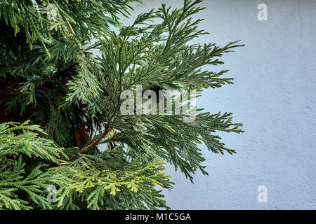 Beautiful evergreen juniper thuja Arborvitae leaves close-up as background. Stock Photo