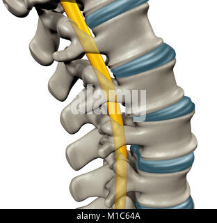 Spinal cord anatomy concept as a medical symbol for the human central nervous system and vertebral column as a 3D illustration. Stock Photo