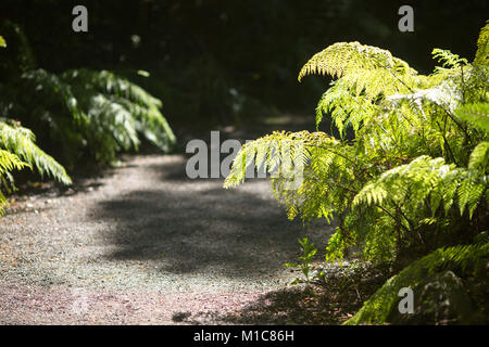 A fern plant growing on the side of gravel path, backlit with sun light Stock Photo
