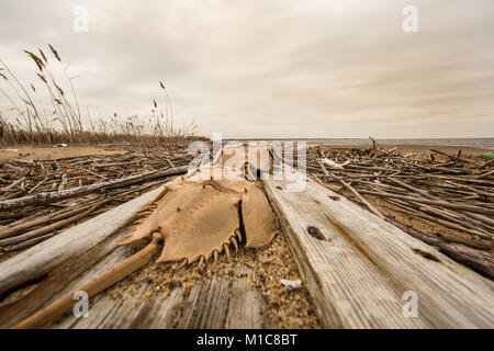 Horseshoe crab on washed up boardwalk Stock Photo