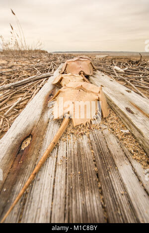 Horseshoe crab on washed up boardwalk Stock Photo