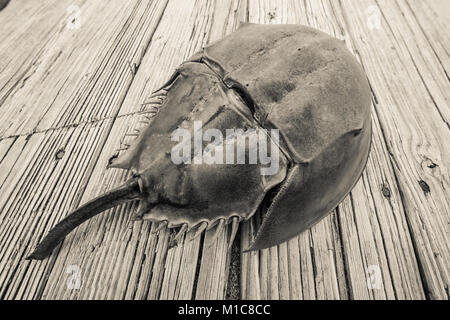 Horseshoe crab on washed up boardwalk Stock Photo