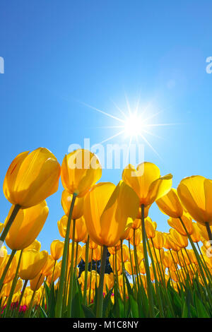 Tulip field, Japan Stock Photo