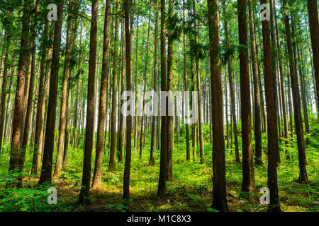 Cedar forest in Nikko, Tochigi Prefecture, Japan Stock Photo