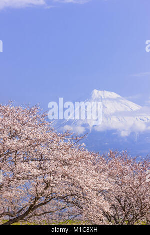 Mount Fuji and cherry blossoms, Shizuoka Prefecture, Japan Stock Photo