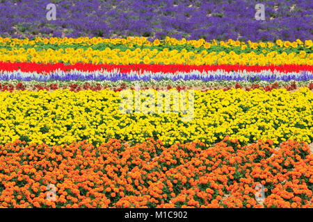 Flower field, Hokkaido, Japan Stock Photo