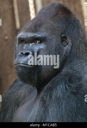 Berlin, Germany. 29th Jan, 2018. Male Gorilla 'Ivo' sits inside his cage at the zoo in Berlin, Germany, 29 January 2018. Ivo is celebrating his 30th birthday today. Credit: Paul Zinken/dpa/Alamy Live News Stock Photo