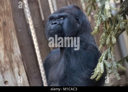 Berlin, Germany. 29th Jan, 2018. Male Gorilla 'Ivo' sits inside his cage at the zoo in Berlin, Germany, 29 January 2018. Ivo is celebrating his 30th birthday today. Credit: Paul Zinken/dpa/Alamy Live News Stock Photo