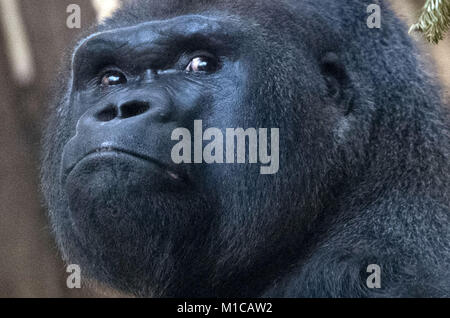 dpatop - Male Gorilla 'Ivo' sits inside his cage at the zoo in Berlin, Germany, 29 January 2018. Ivo is celebrating his 30th birthday today. Photo: Paul Zinken/dpa Stock Photo