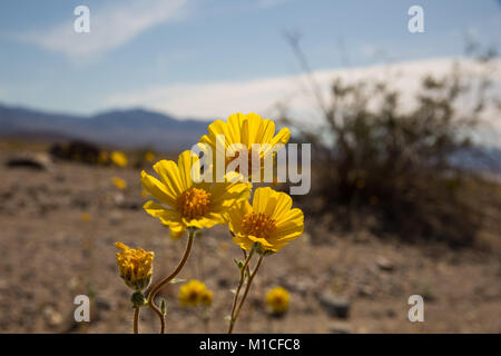 Rare Super Bloom 2016 Death Valley National Park Stock Photo - Alamy