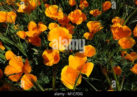 Chino Hills, California, USA. 12th Mar, 2017. With the wettest winter California has seen in years, wild flowers are blooming across the south land including Chino Hills, foothills of the Santa Ana Mountains, where a carpet of orange poppies have sprung up in the now lush green state park. The poppy is the California state flower. Chino Hills State Park, a natural open-space area in the hills of Santa Ana Canyon near Riverside, is a critical link in the Puente-Chino Hills biological corridor. It encompasses stands of oaks, sycamores and rolling, grassy hills that stretch nearly 31 miles, from Stock Photo