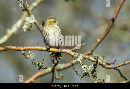 Siskin (Carduelis spinus) female perched in a tree