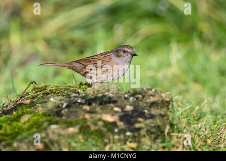 Dunnock (Prunella modularia) Stock Photo