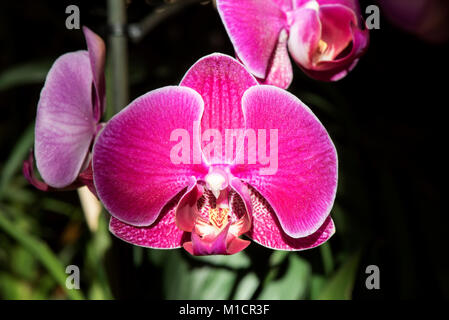 Pink Orchid, Phalaenopsis aphrodite hybrid close-up Stock Photo