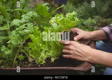 Mid section of woman examining plant