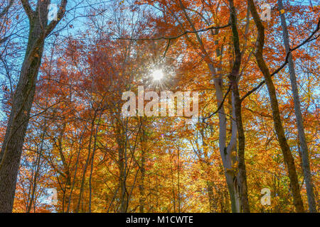 The sun shining through the fall foliage illuminating the leaves and trees surrounding.
