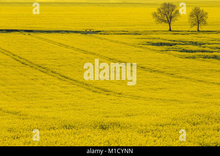 A rapeseed field near Oswaldkirk in the Howardian Hills, North Yorkshire, England, UK Stock Photo