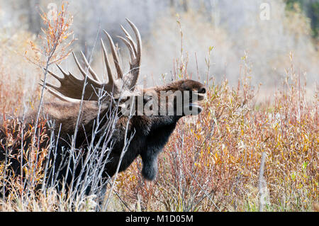 Bull Shiras moose (Alces alces shirasi) in thick brush, Grand Teton National Park, Wyoming Stock Photo
