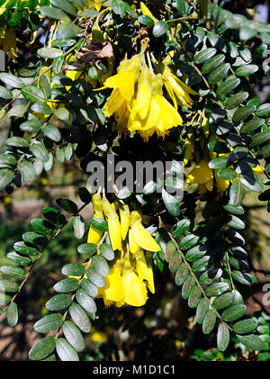 The evergreen shrub Sophora Microphylla 'Sun King' a, showing flowers and leaves. Stock Photo