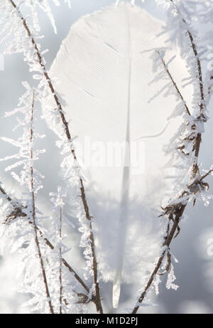 Close-up of a frosted tree branch covered with snow and ice crystals in winter season – natural cold weather background. Stock Photo