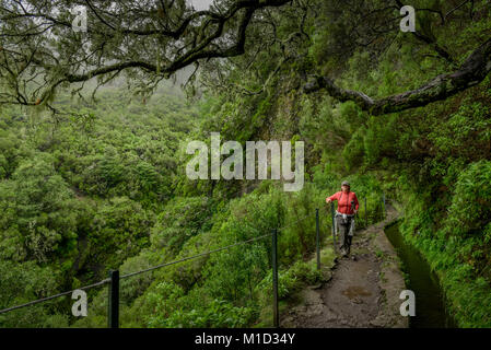 Hiking Trail, Rabacal-Tal, Central Mountains, Madeira, Portugal, Wanderweg, Zentralgebirge Stock Photo