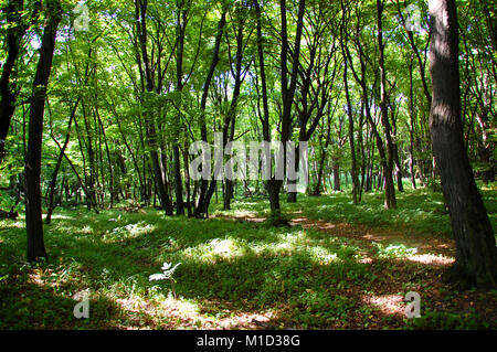 Carpathian forest seen from inside in the wild of the Ukrainian mountains. Bushes and trees in shadows with bright single sun rays Stock Photo