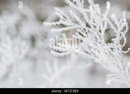 Macro close-up of frosted branches covered with hoarfrost and ice crystals in winter season – natural abstract detail. Stock Photo