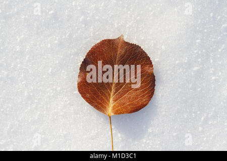 Dry autumn leaves lying on fresh winter snow – seasonal concept showing the transition from autumn to winter in nature. Stock Photo