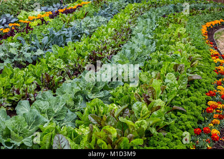 Large vegetable garden bed with flowers for companion planting Stock Photo