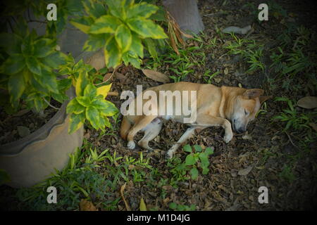 A dog sleeping in a temple in Qiang Mai, Thailand. Stock Photo