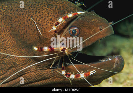 Cleaning station, Banded Coral Shrimp (Stenopus hispidus) cleans a Giant moray (Gymnothorax javanicus), Maldives islands, Indian ocean, Asia Stock Photo