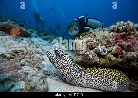 Scuba diver discovers a Honeycomb moray (Gymnothorax favagineus), Maldives islands, Indian ocean, Asia Stock Photo