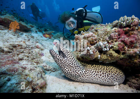 Scuba diver discovers a Honeycomb moray (Gymnothorax favagineus), Maldives islands, Indian ocean, Asia Stock Photo