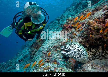 Scuba diver discovers a Honeycomb moray (Gymnothorax favagineus), Maldives islands, Indian ocean, Asia Stock Photo