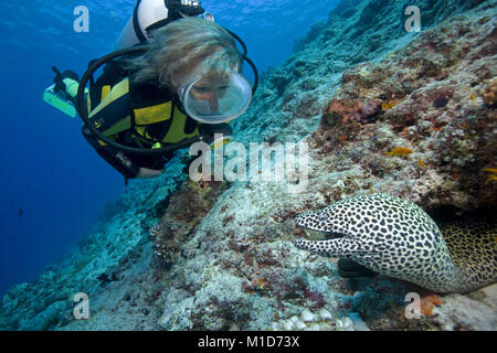 Scuba diver discovers a Honeycomb moray (Gymnothorax favagineus), Maldives islands, Indian ocean, Asia Stock Photo