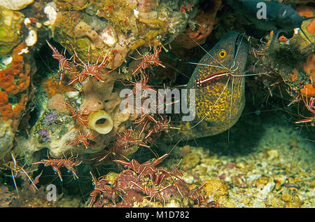 Yellowmargin moray (Gymnothorax flavimarginatus), White-banded Cleaner Shrimp (Lysmata amboinensis), dancing shrimps (Rhynchocinetes durbanensis) Stock Photo