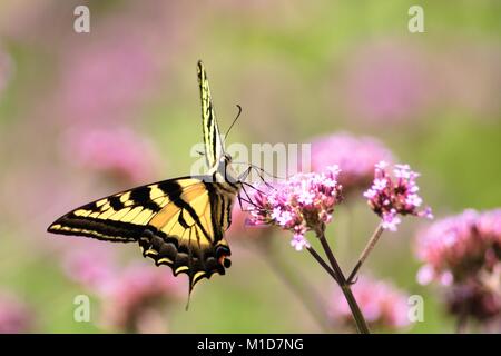 Oregon Swallowtail in Pastels Stock Photo