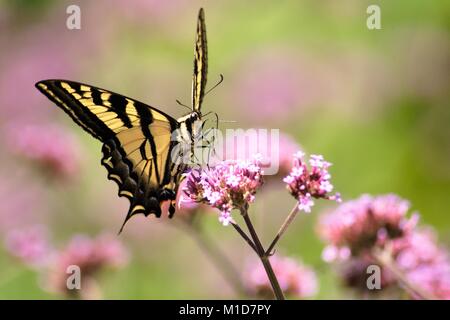 Oregon Swallowtail in Pastels Stock Photo