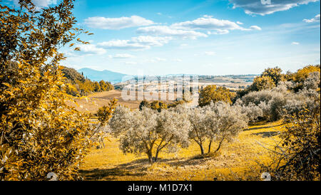 Tuscan country landscape with olive trees in the foreground Stock Photo